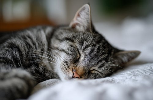 Cat tremors - A gray tabby cat sleeping on the bed