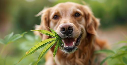 Marijuana Could Poison Your Dog - Close up of dog holding a marijuana leaf in its mouth