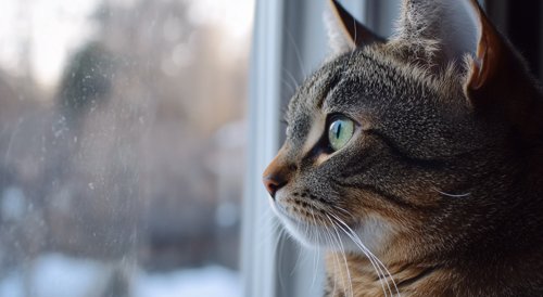 Conjunctivitis in Cats - A cat with brown and gray stripes looking at the window