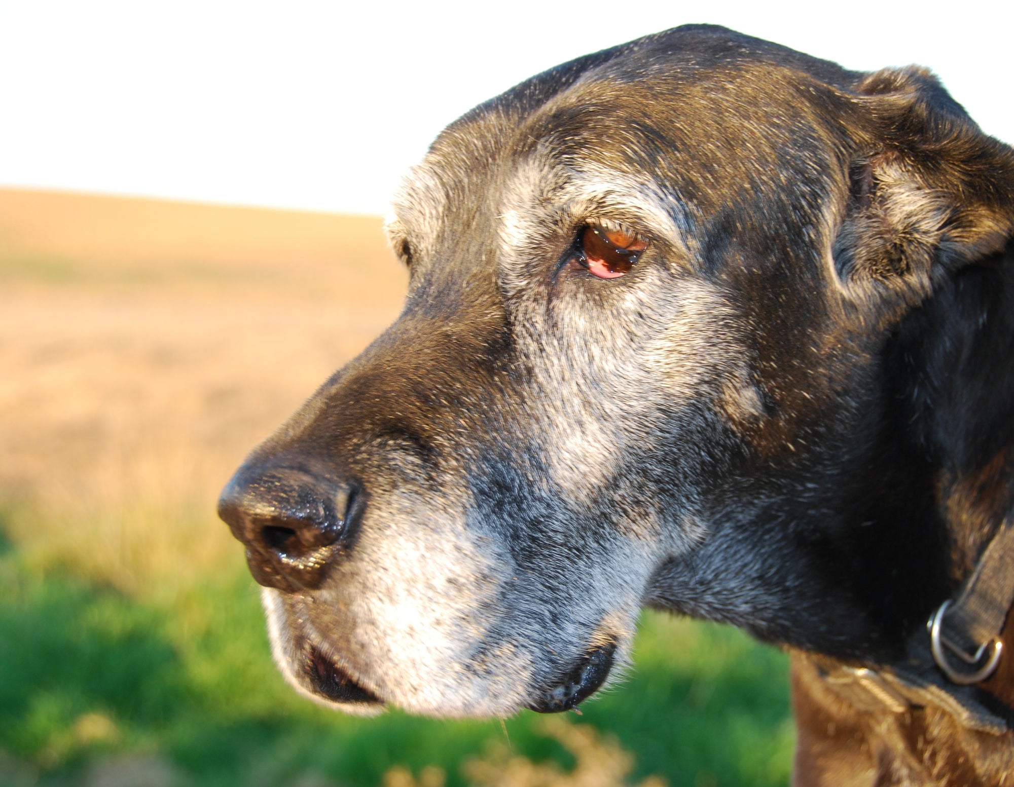 Don’t Ignore These 7 Symptoms of Cancer in Senior Dogs