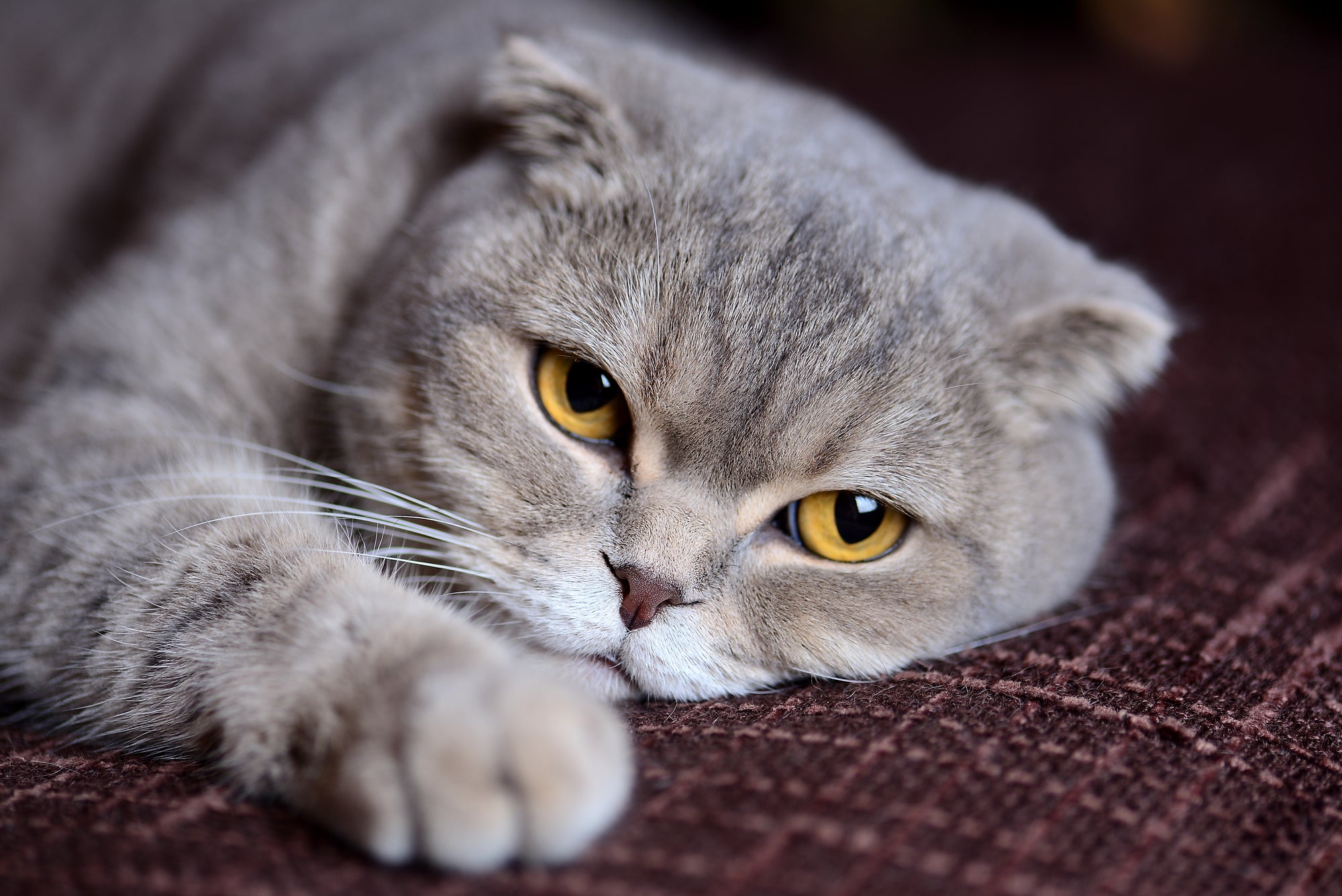 Are You Familiar With These 5 Causes of Cancer in Cats?
