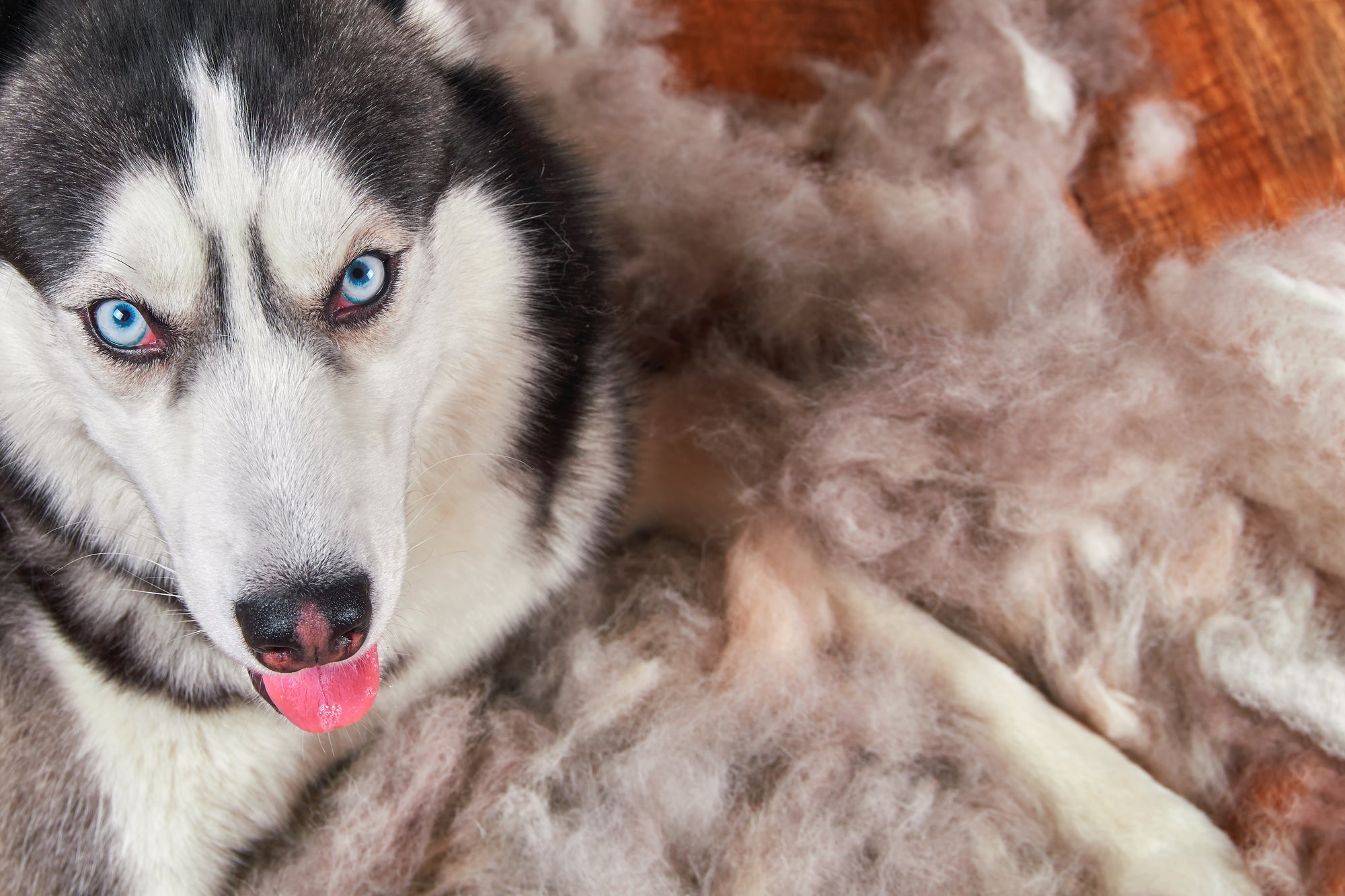 8 Facts About Dog Shedding You Need to Know 2023