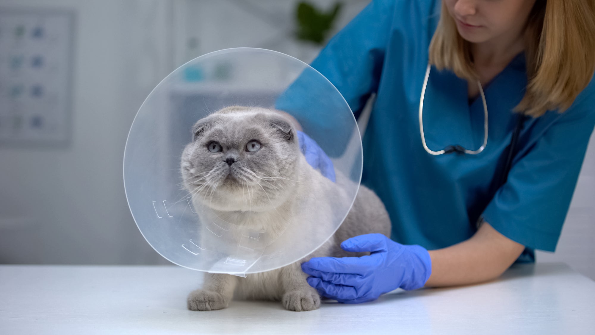 Does Spaying Prevent Cancer in Cats? Let’s Find Out
