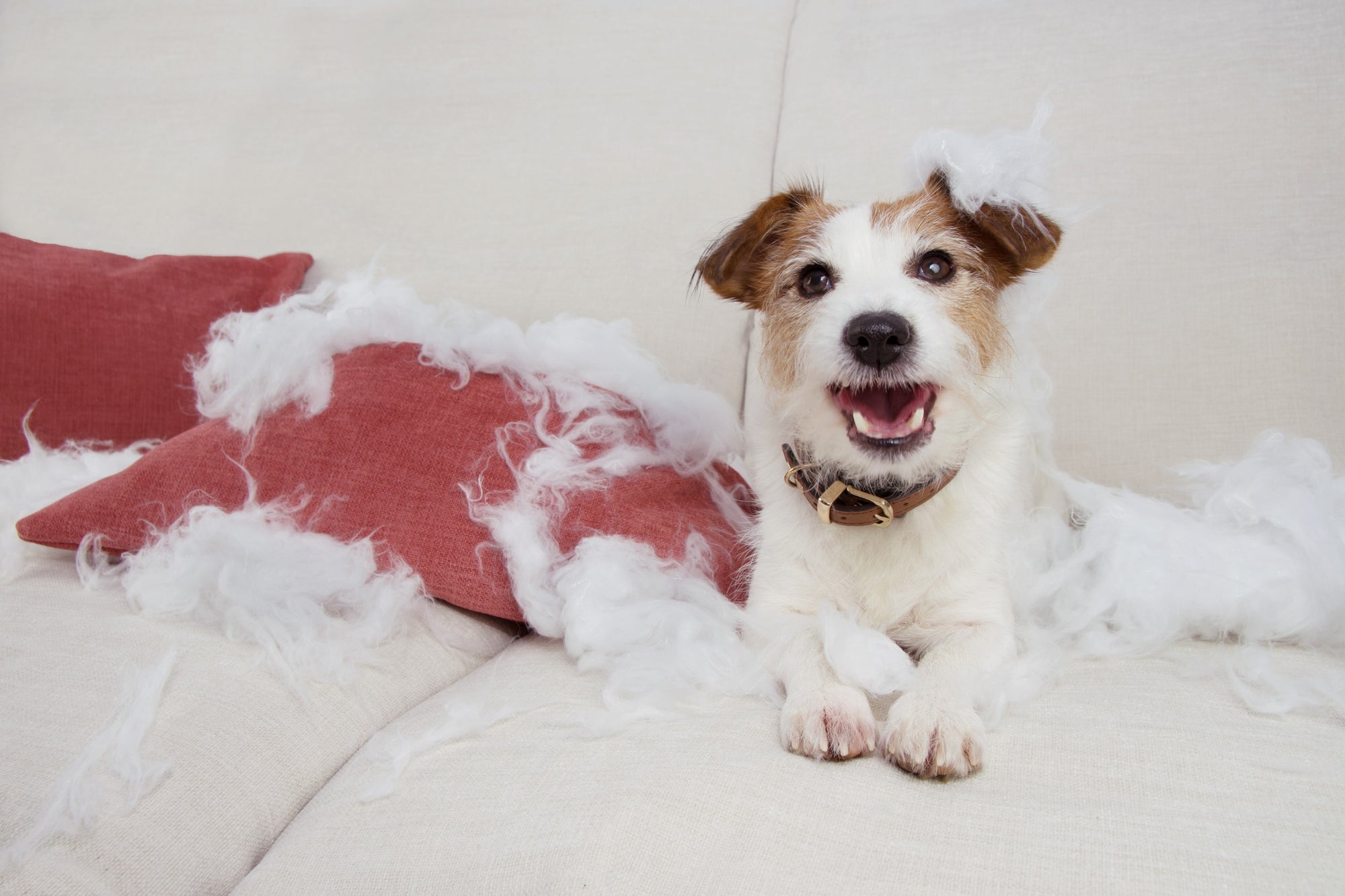 These 8 Mistakes Can Lead to a Destructive Dog