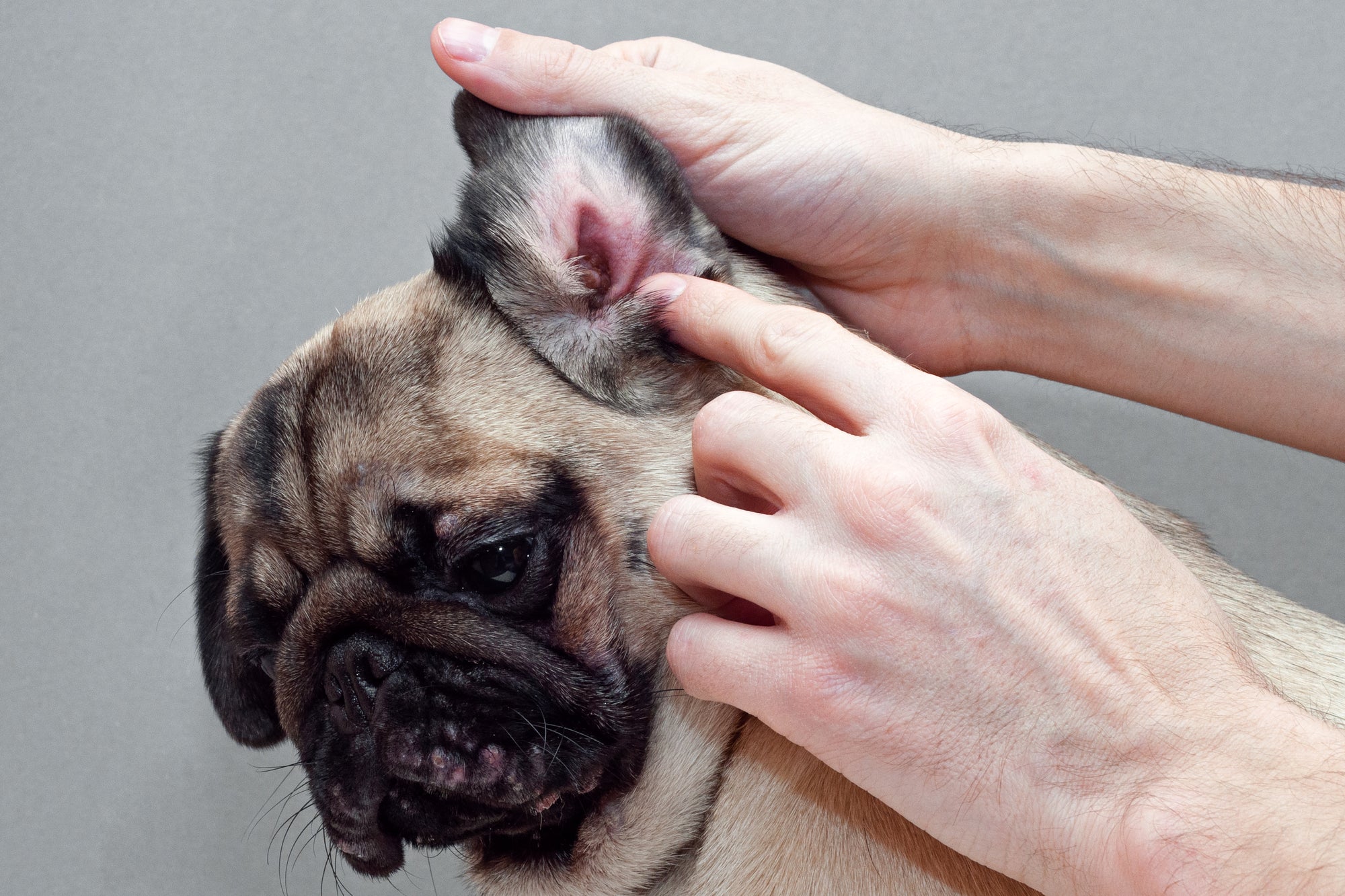 Prevent Dog Ear Infection With These 6 Simple Tips