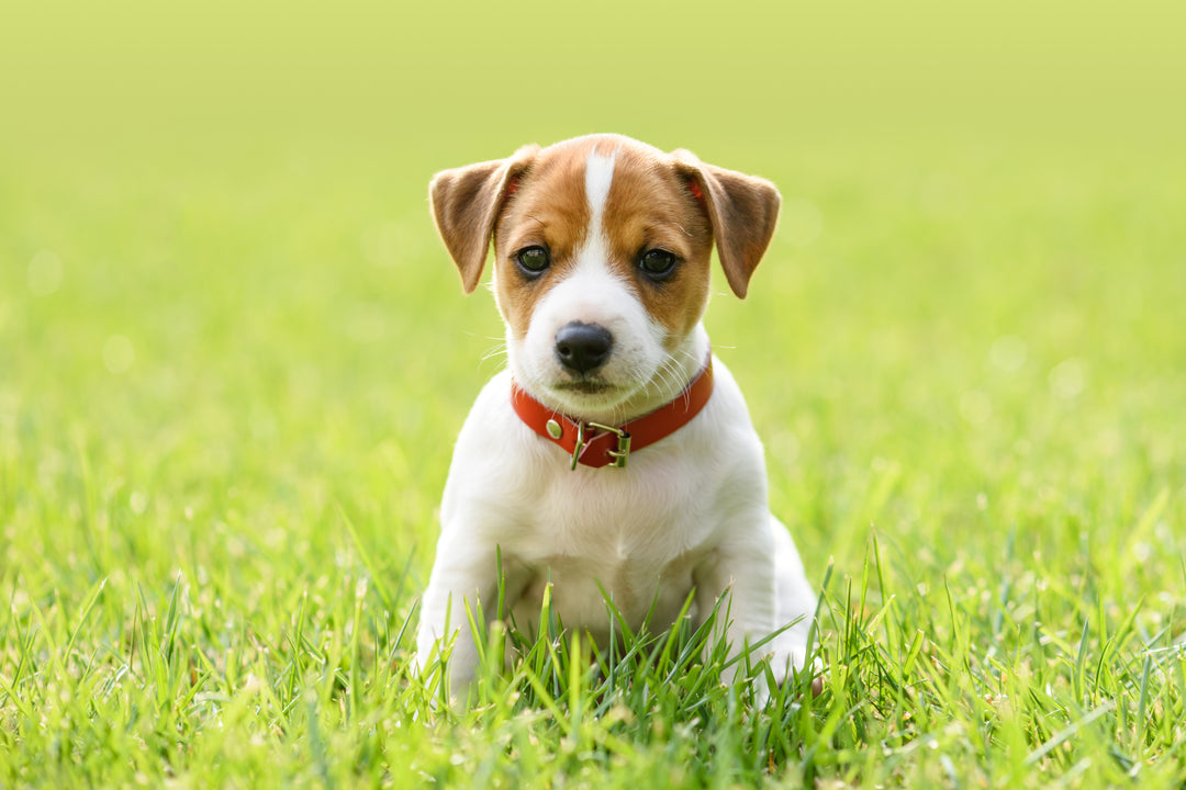 14 Must-Have Items in Your New Puppy Checklist 2023