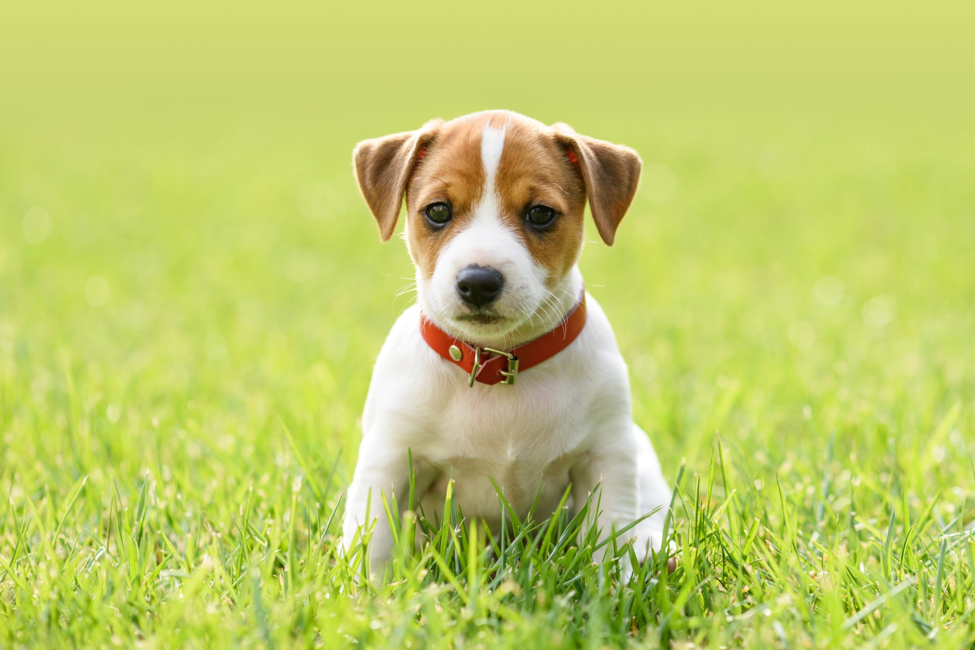 14 Must-Have Items in Your New Puppy Checklist 2023