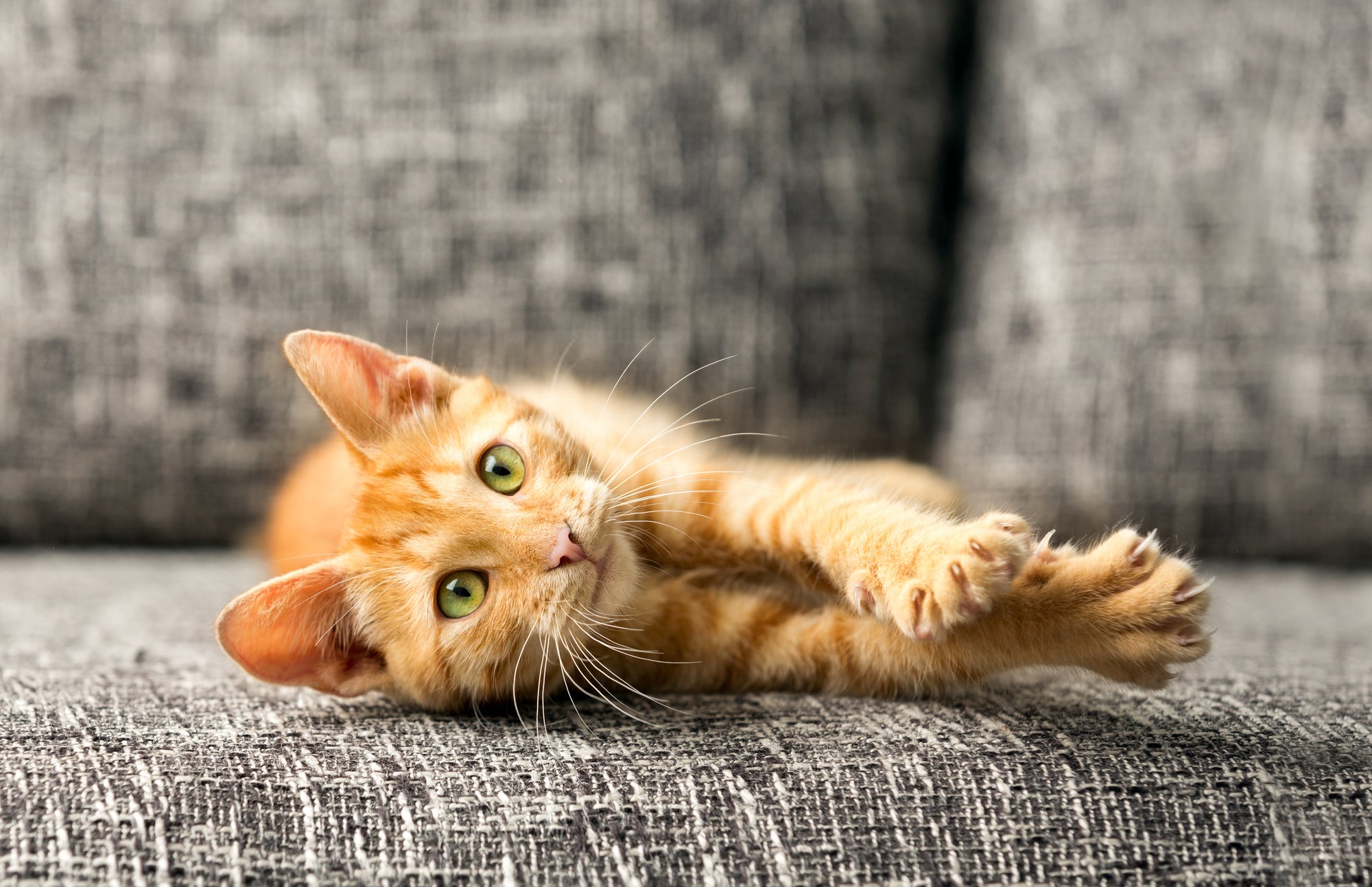 At What Age Do Cats Get Cancer? Find Out Now