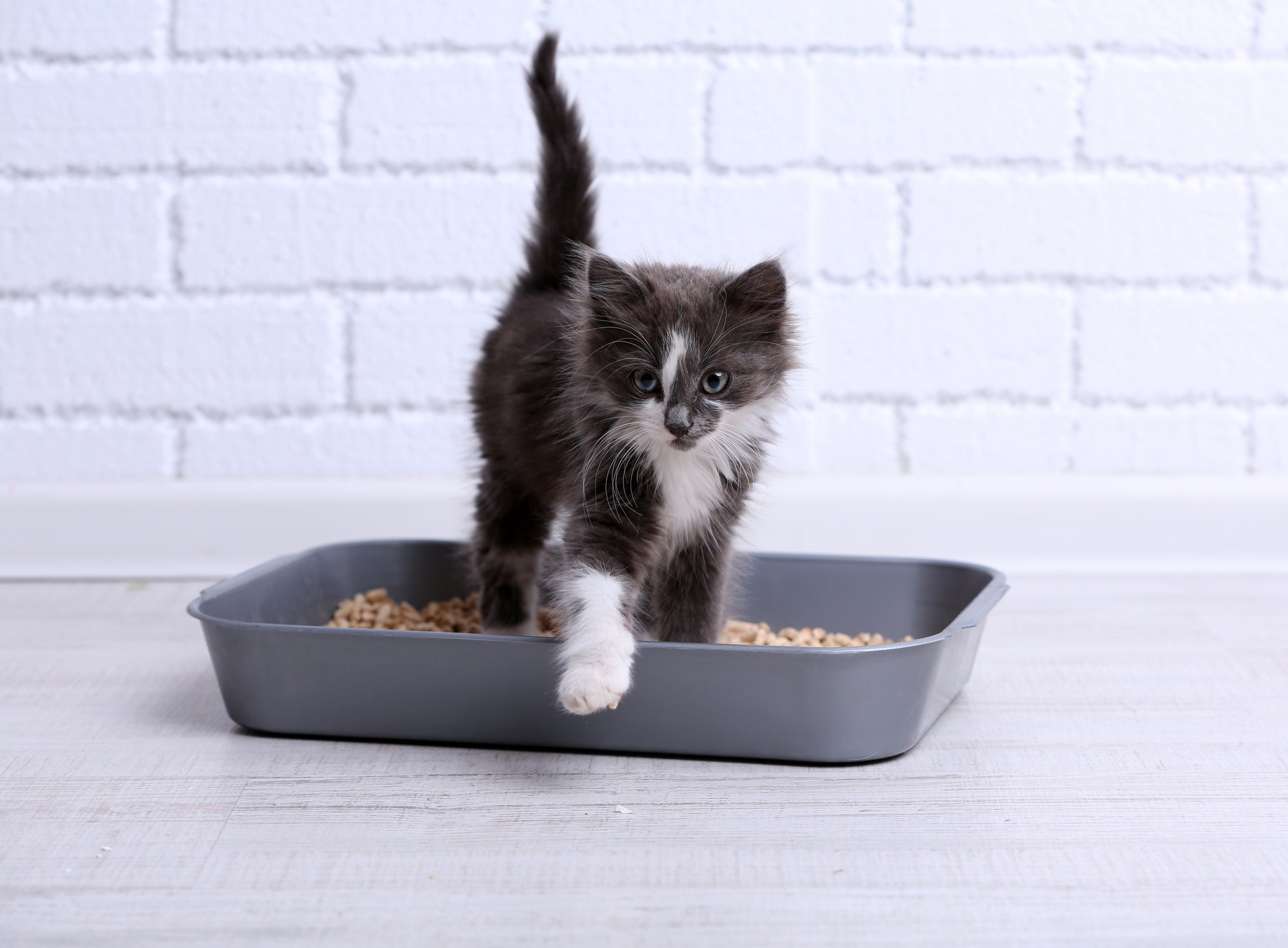Is Your Cat Eating Litter? Check Out these 5 Simple Tips