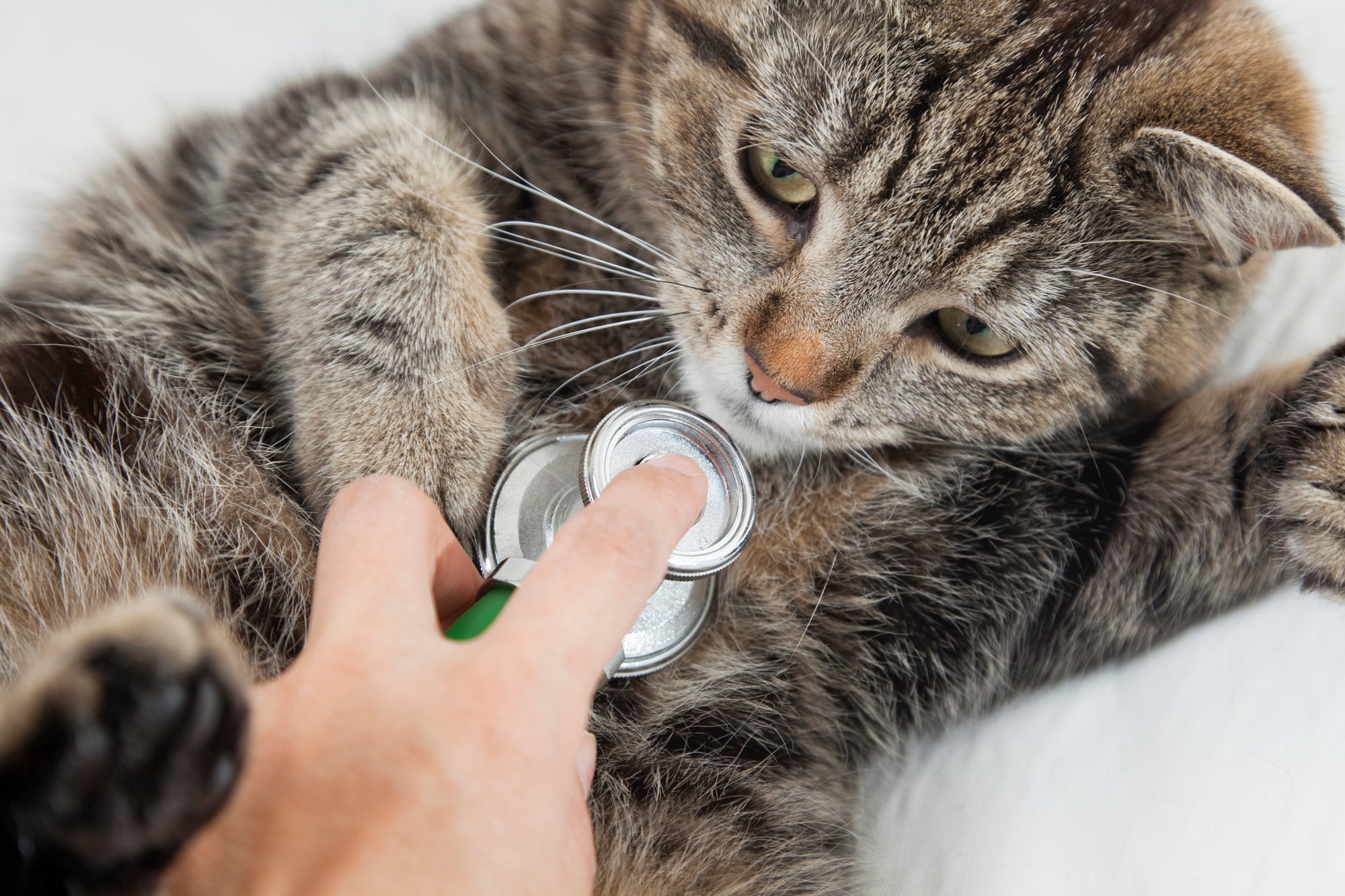 5 Simple Cat Cancer Prevention Tips You Should Know
