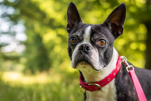 Diet Tips for Senior Boston Terriers - A senior black and white Boston Terrier dog wearing a red collar