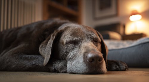 Dog Cancer Care - a labrador dog is lying on the floor