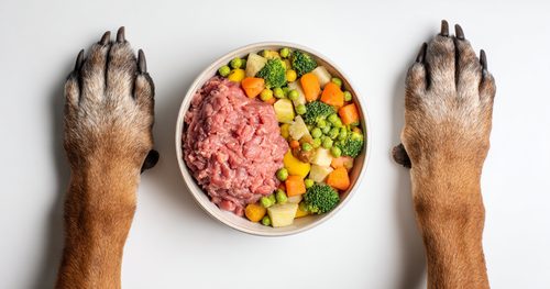 Dog Cancer Diet - a bowl of dog food with raw meat, vegetables, and fruit on a white background with two large dog paws to the side