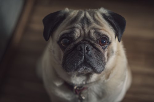 Dog Care Mistakes That Could Cut Your Pet’s Life Short - A sad pug looking at the camera_optimized