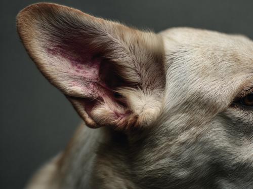 Dog Ear Infections - A photo of the ear area on an old white Labrador with redness and pinkish-purple visible around its ears