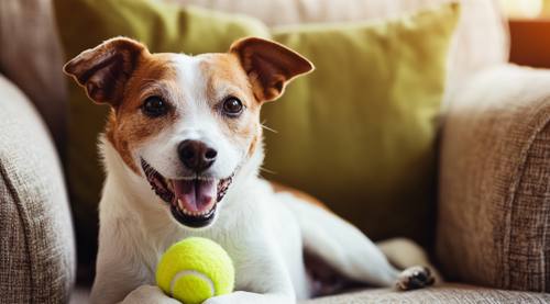 Dog Wheezing - A happy dog sitting on the armchair with its paw holding a tennis ball