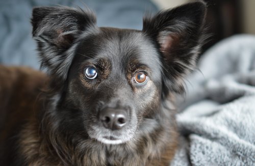 Dog cataracts treatment without surgery - elderly mixed-breed dog with two different-colored eyes