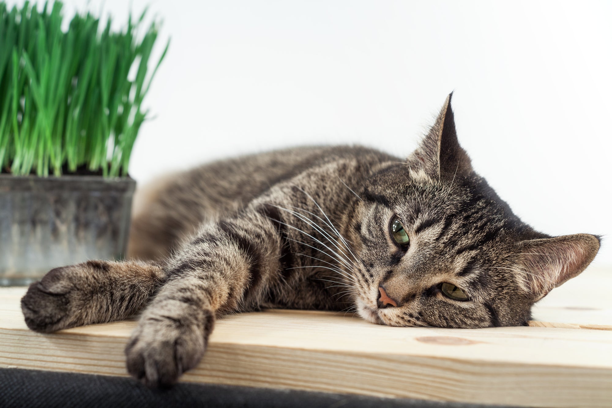 Early Signs of Cancer in Cats: 7 Things You Must Know