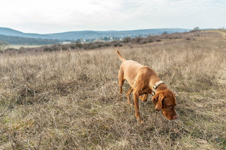Everything You Ever Wanted to Know About Why Dogs Poo Where They Do