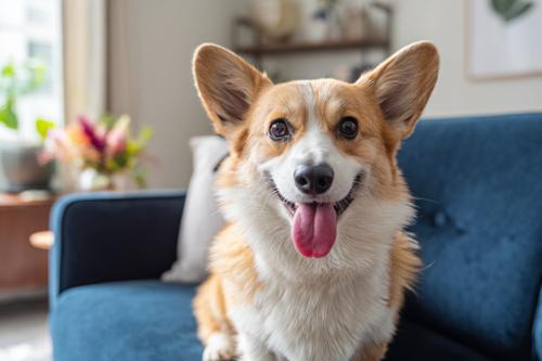 Feeding Senior Pembroke Welsh Corgis - A happy Senior Pembroke Welsh Corgi dog sitting