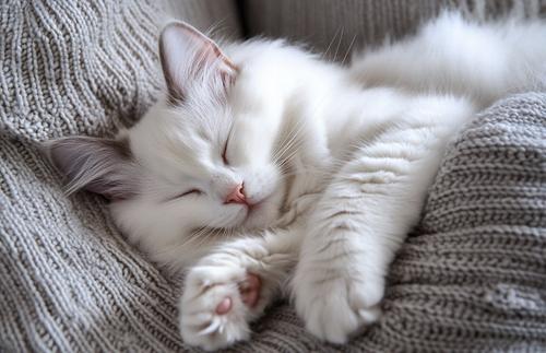 Feline Fibrosarcoma - cute white ragdoll cat