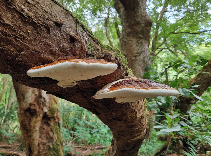 Fomitopsis Betulina Benefits and Uses - flat mushrooms growing on the same tree branch