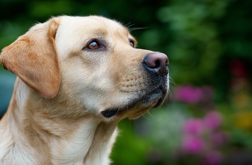 Health Issues in Senior Labs - yellow labrador retriever dog