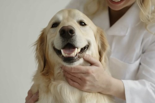 Healthy Dog Gums - dog getting treated for gum disease