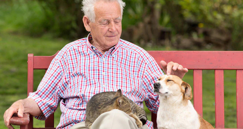 Old man sitting on the bench with his pets.