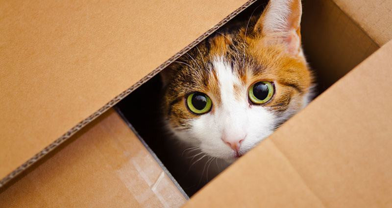 How to Help Your Cat Survive a Move 2023