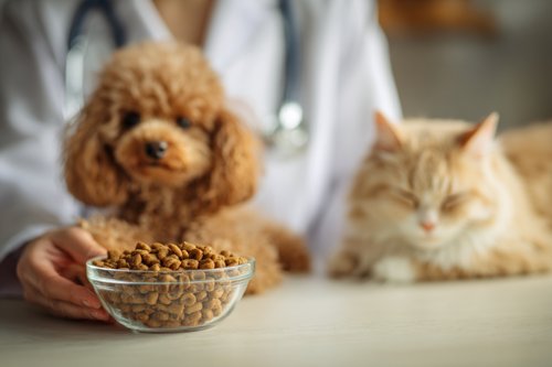 How a Pet Nutritionist Supports Your Dog or Cat’s Health Journey - pet nutritionist holding pet food in a glass bowl on a table