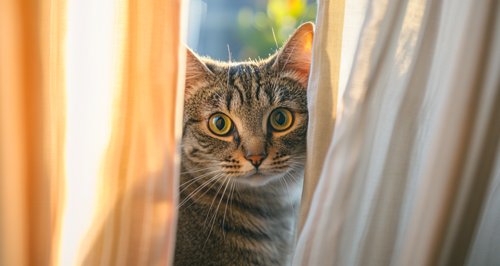 How to Get Rid of Worms in Cats Naturally - A curious cat peering through the curtains