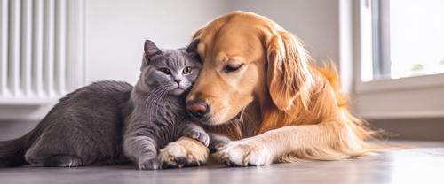 How to Help Your Dog and Cat Live Longer - Golden Retriever dog and British Shorthair cat playing together