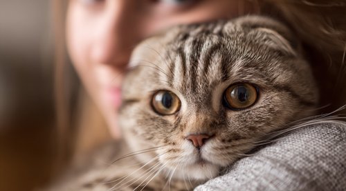 How to Naturally Deal With the Most Common Types of Cancer in Cats - a Scottish Fold cat in a woman's arms