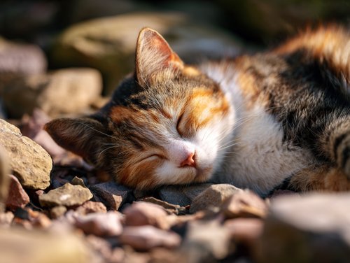 How to Shrink Cat Lipomas Naturally - a calico cat sleeping on the ground