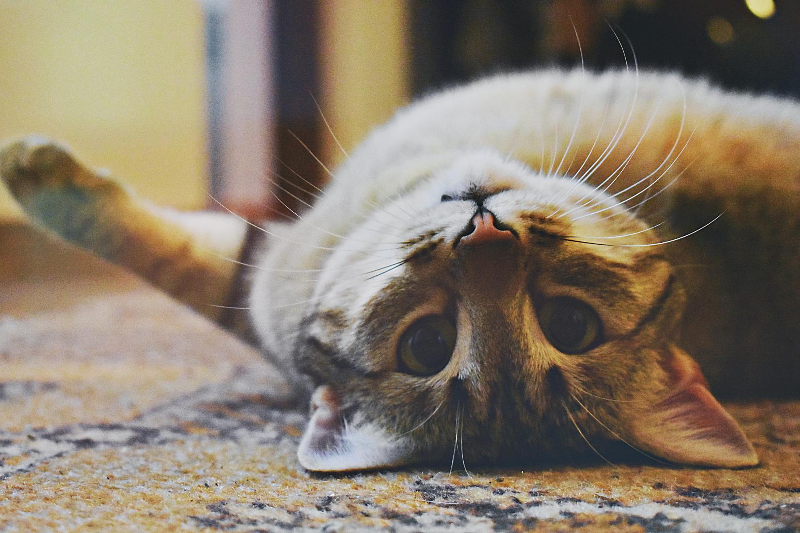 playful cat lying on the floor