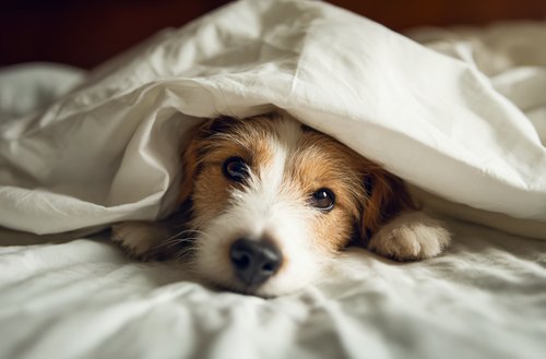 How to Treat Low White Blood Cell Count in Dogs Naturally - a white bed sheet with a dog peeking out from under it