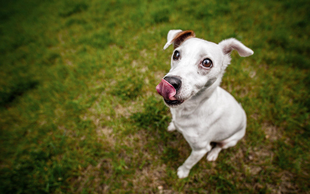 How to Stop your Dog from Eating Poo (Coprophagia)?