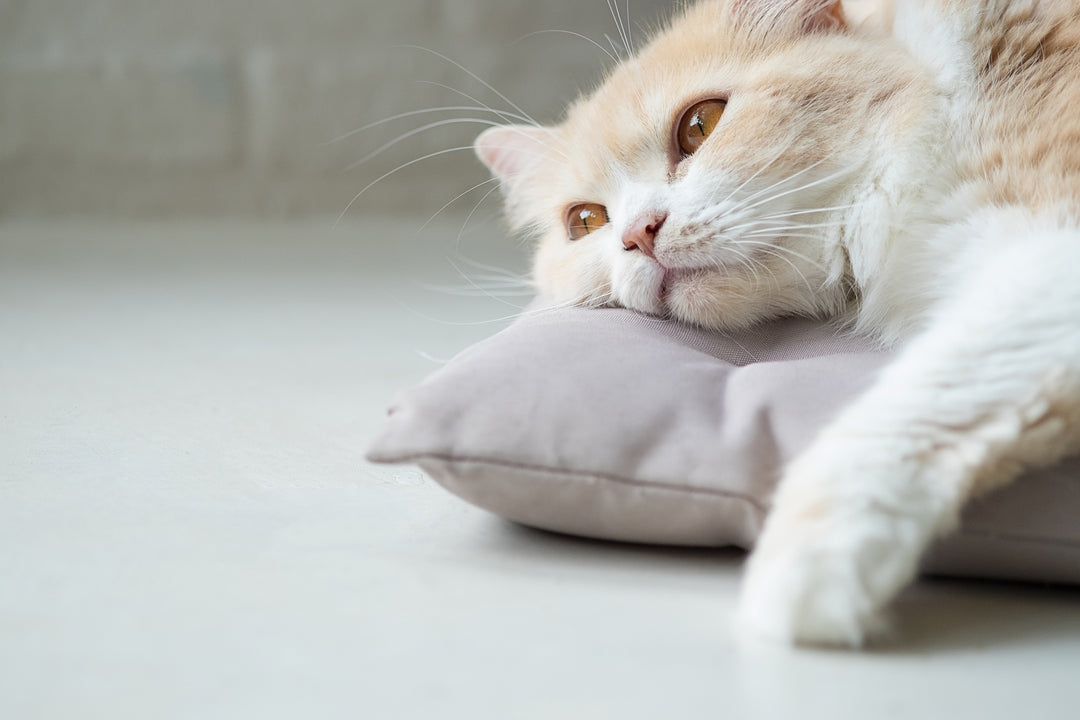Intestinal Cancer In Cats: Signs And Treatment