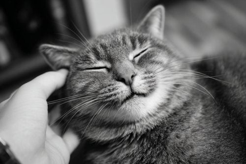 Intestinal Cancer in Cats - an overweight cat being petted