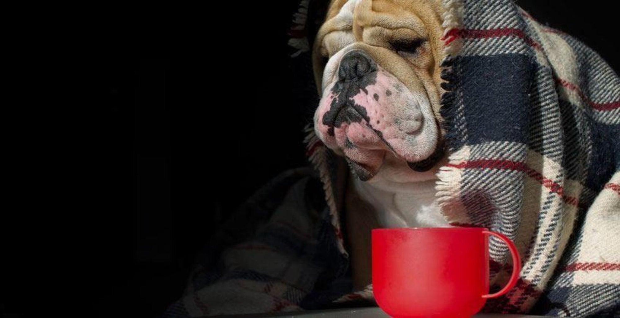 Is Your Dog Wheezing? Here are 5 Home Remedies to Go For