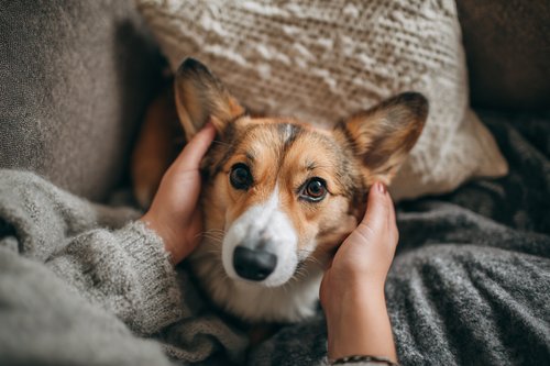 Joint Health in Aging Pembroke Welsh Corgis - A person petting their Corgi dog on the head