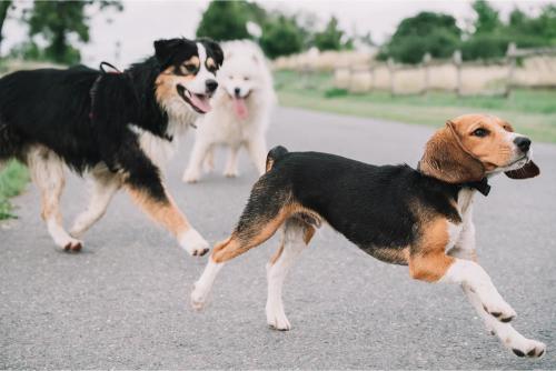 Three dogs running around