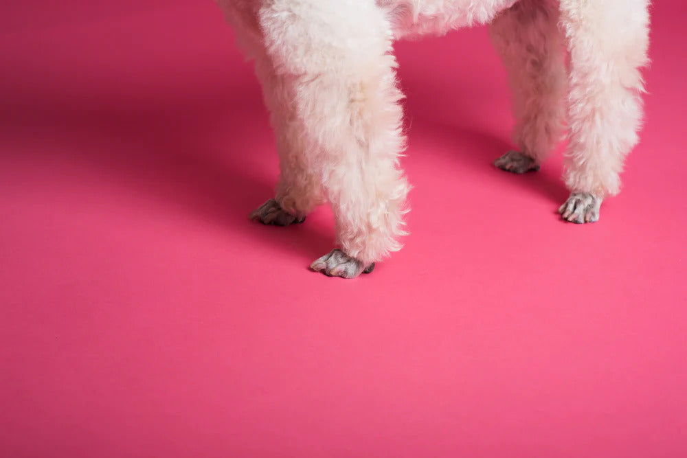 White puppy's legs