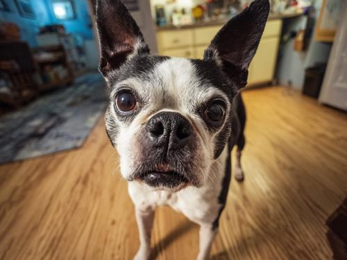 Keeping Senior Boston Terriers Healthy Through Exercise - A cute senior Boston terrier smiles at the camera while standing on an oak floor in its home