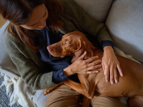 Kidney Failure in Dogs - woman is petting her dog on the couch at home