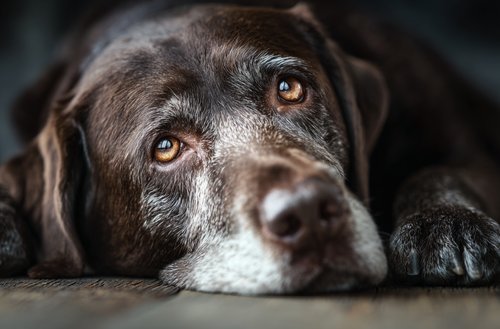Liver Cancer in Dogs - elderly chocolate labrador lying on the floor