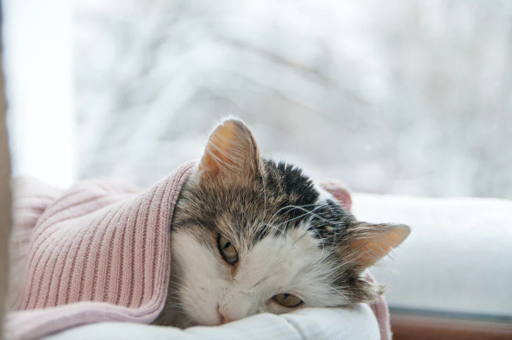 Cat resting while looking at the camera.