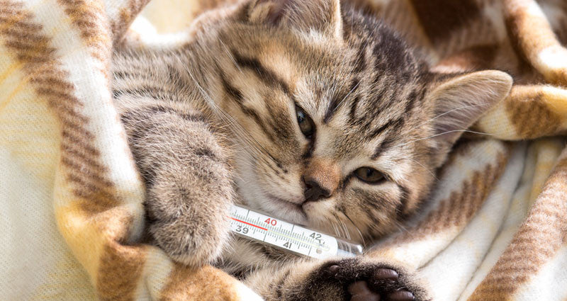 Sick cat holding his thermometer.