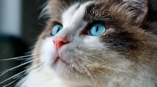 Natural Cat Abscess Treatment - ragdoll cat with a brownish-red patch on the nose and face